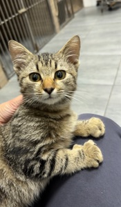 Кошенятко, врятований з військових позицій