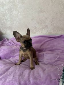 Цуценята Френчики