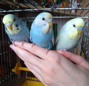 Ручной мальчик и девочки волнистые попугайчики