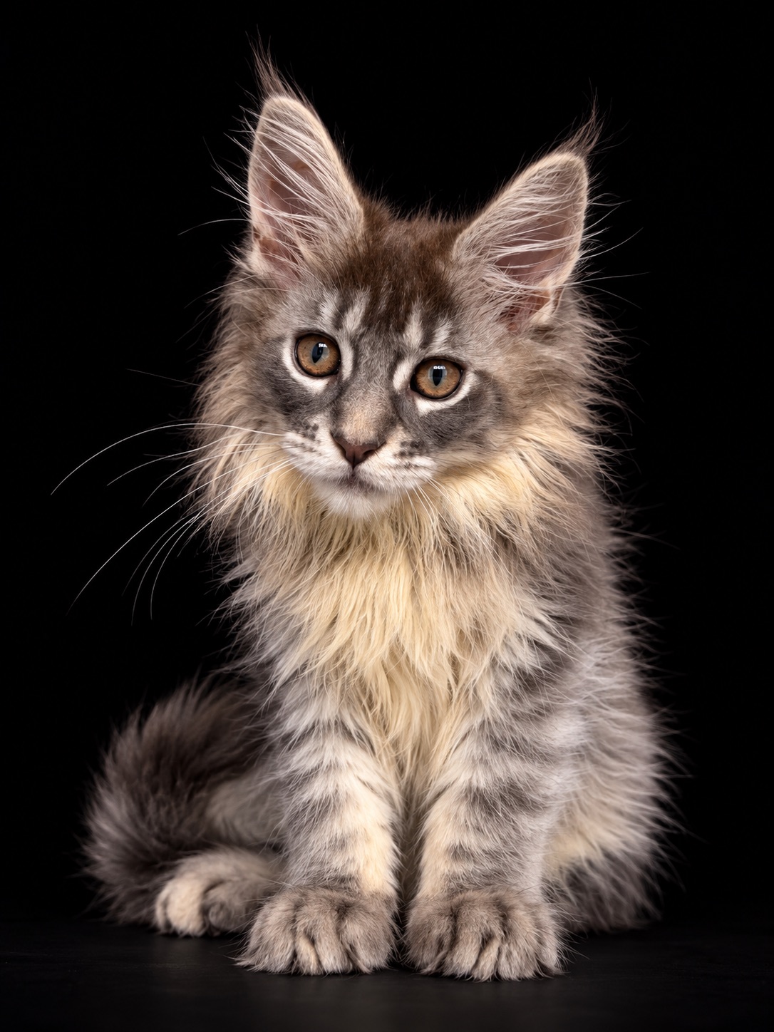 Кошены мейн кун хлопчик