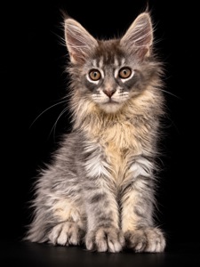 Кошены мейн кун хлопчик