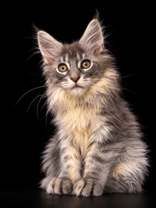 Кошены мейн кун хлопчик
