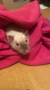Криса хлопчик