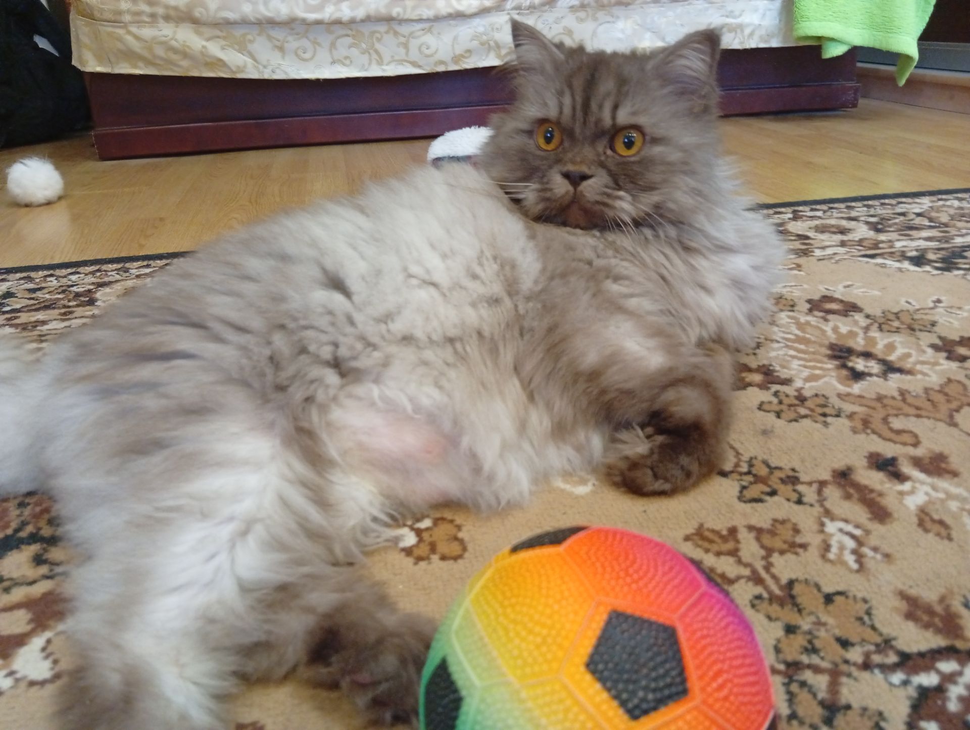 Кот сибирский 8 лет