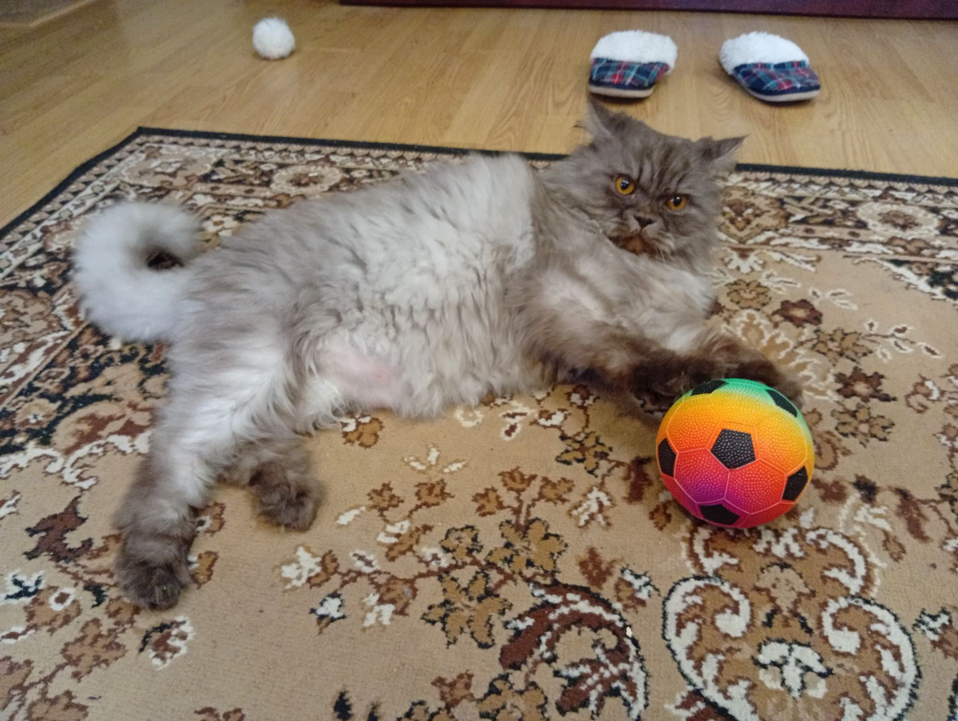 Кот сибирский 8 лет