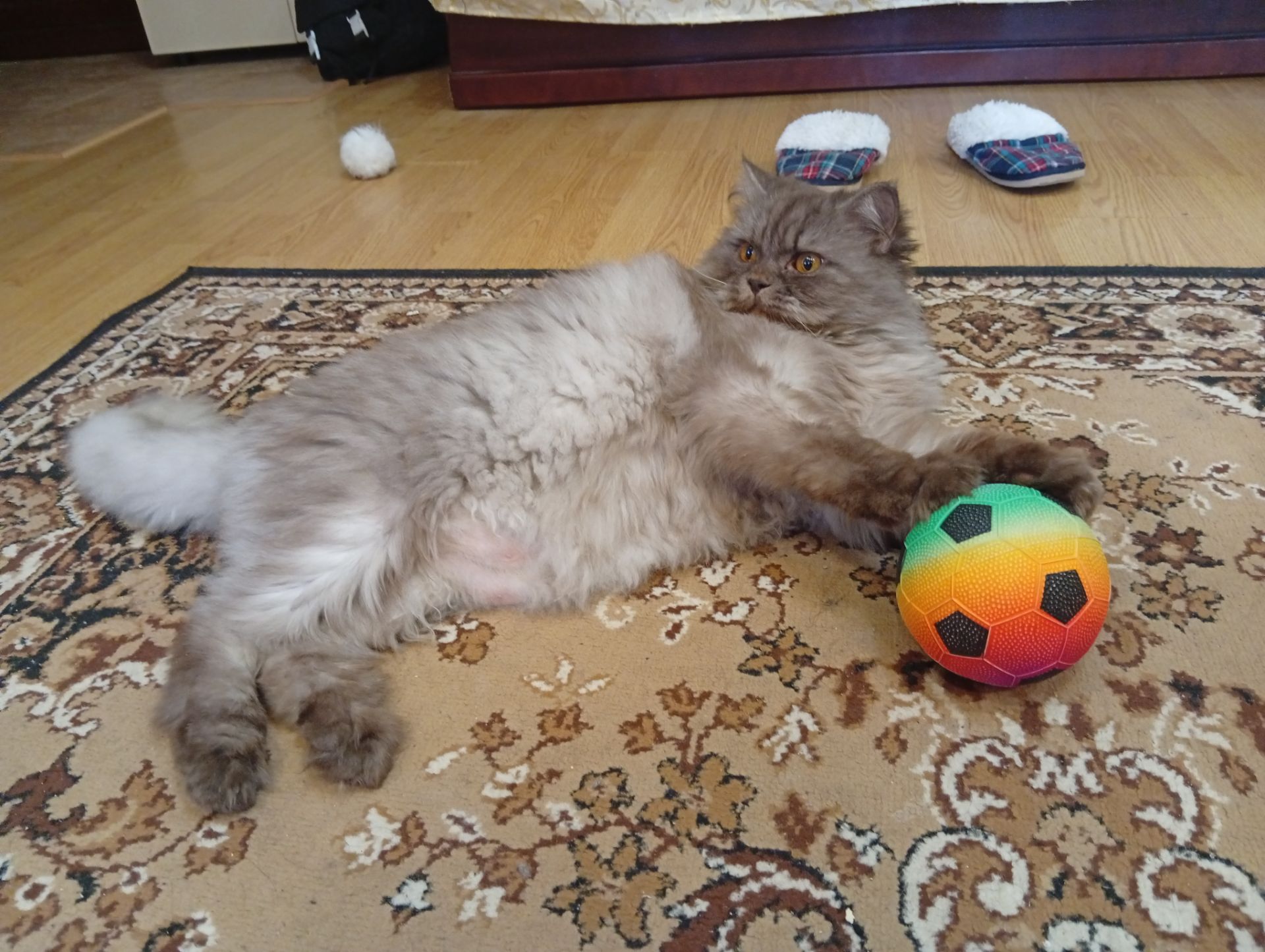Кот сибирский 8 лет