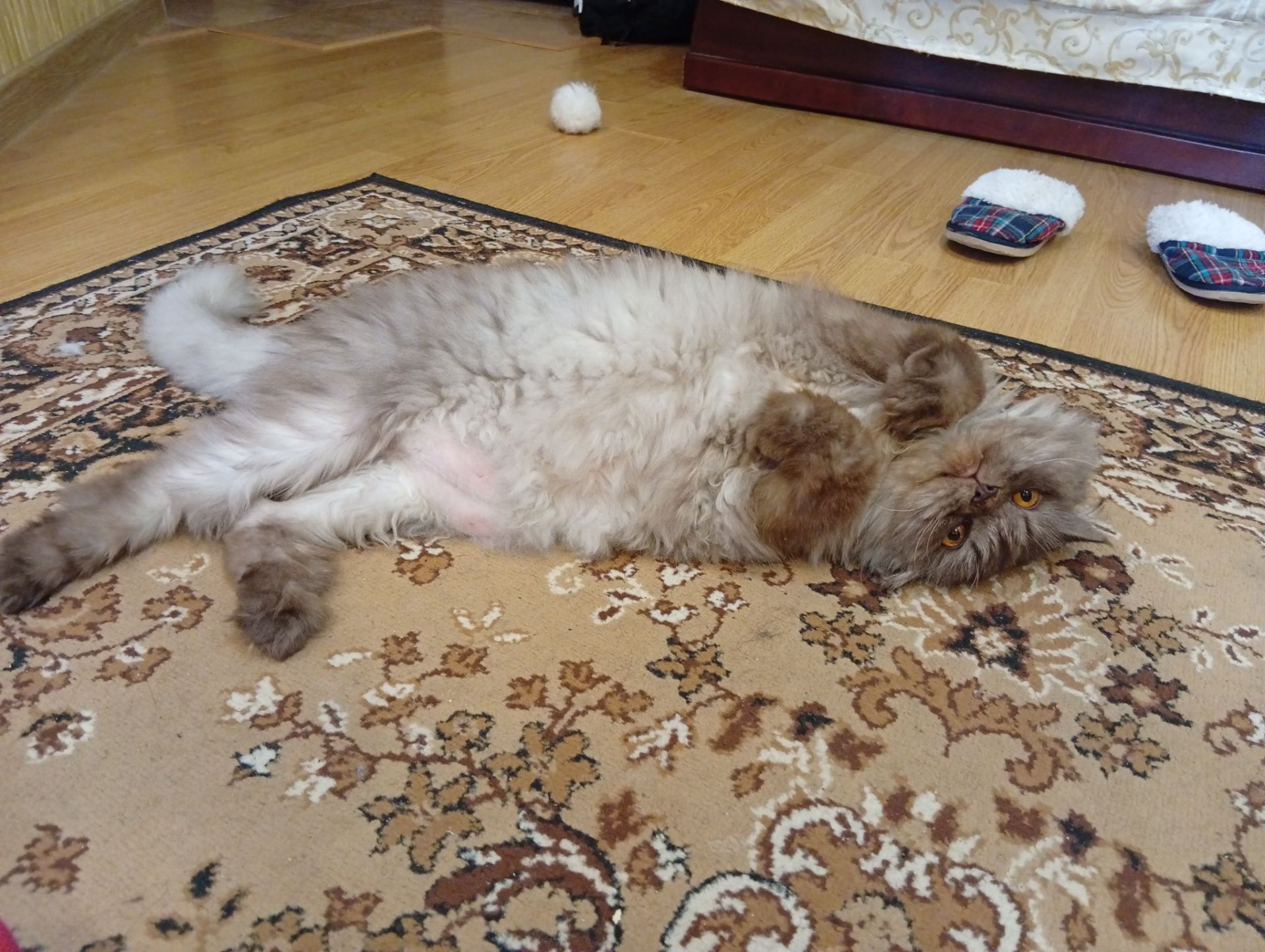 Кот сибирский 8 лет