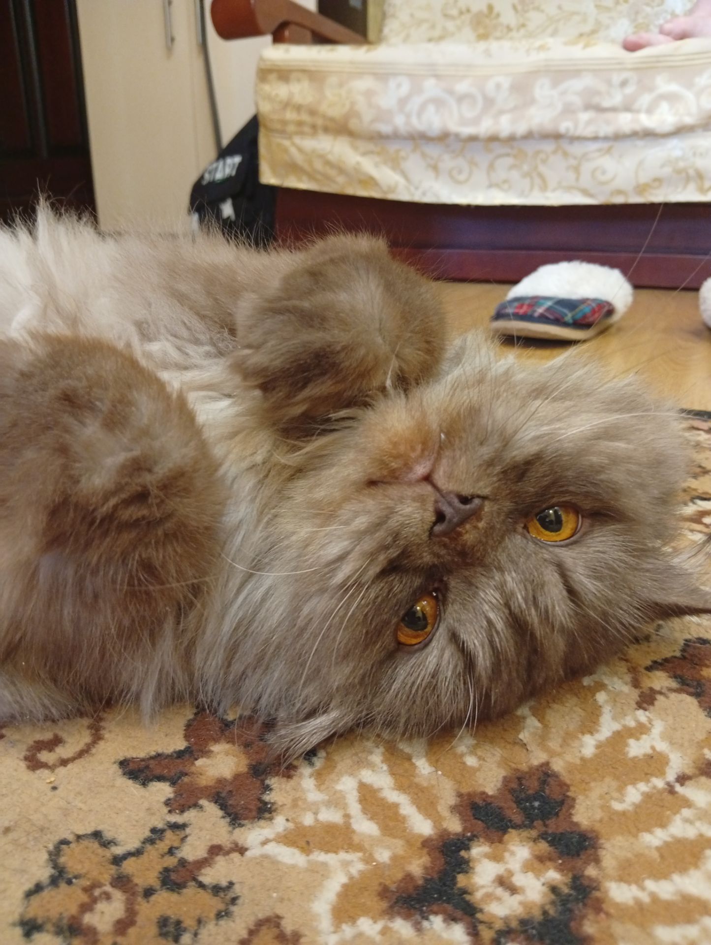 Кот сибирский 8 лет