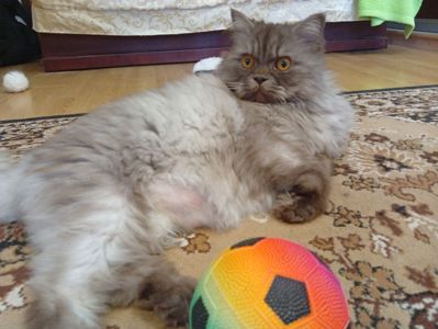 Кот сибирский 8 лет