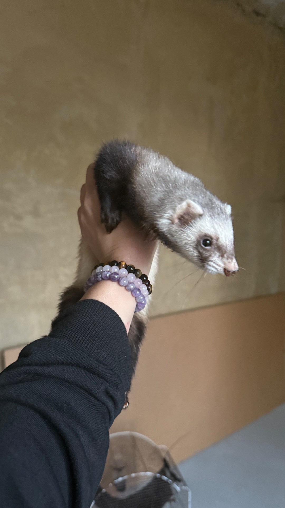 Хорек