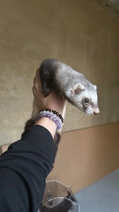 Хорек