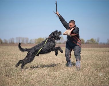 Цуценята різеншнауцера - крові робочих ліній, розплідник