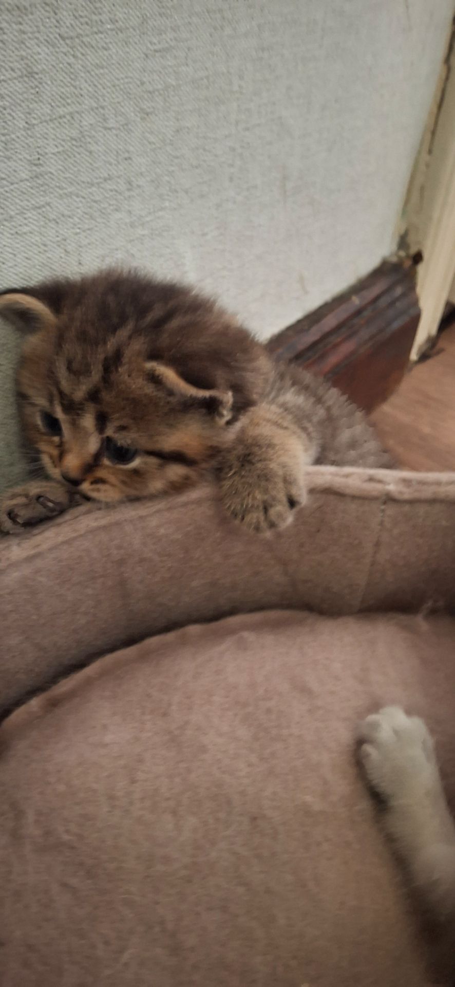 Маленькі котики шукають родину
