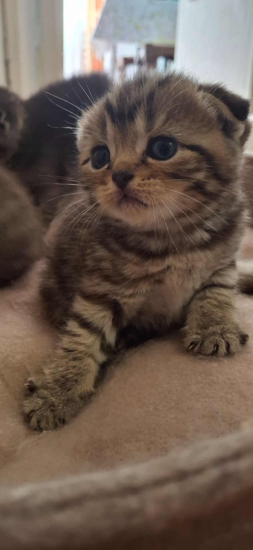 Котики шукають люблячу родину