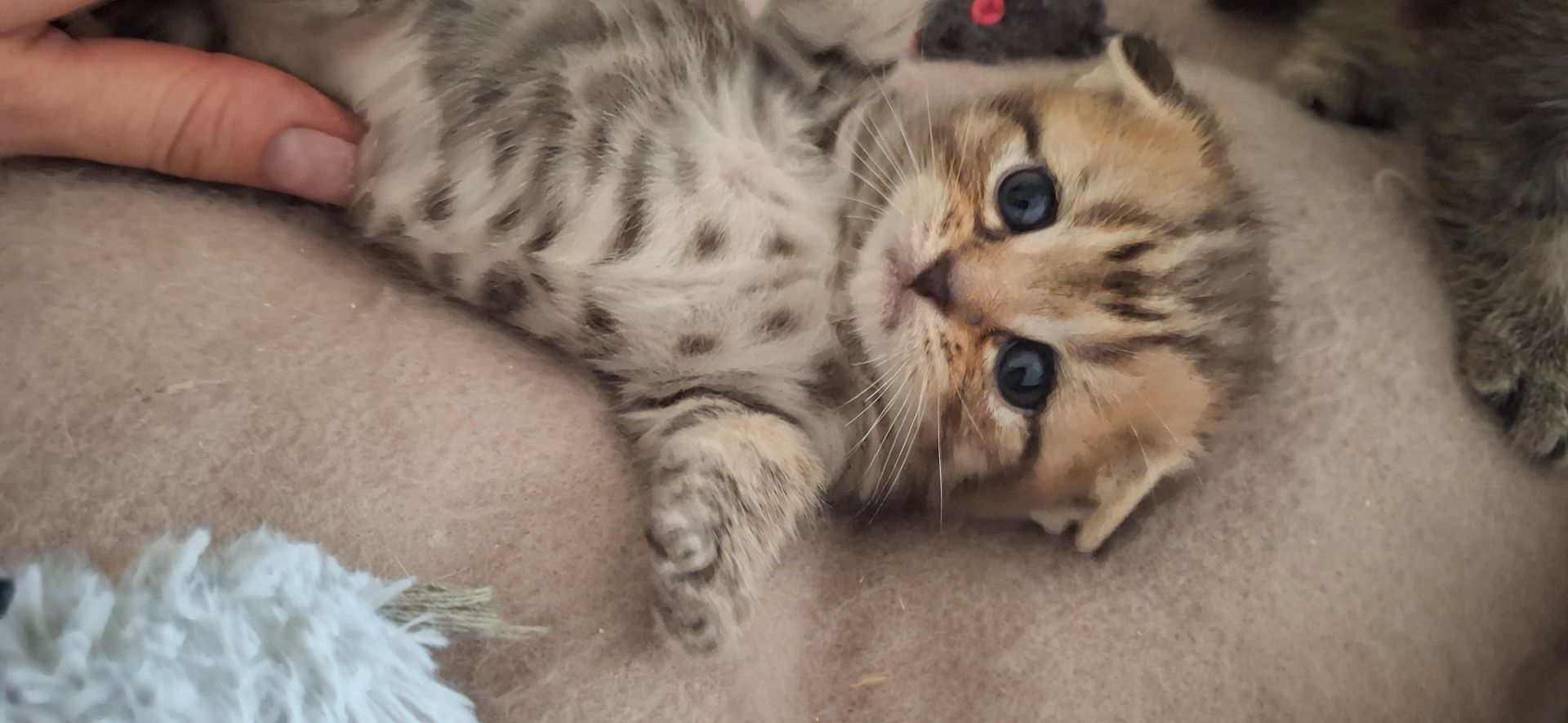 Котики шукають люблячу родину