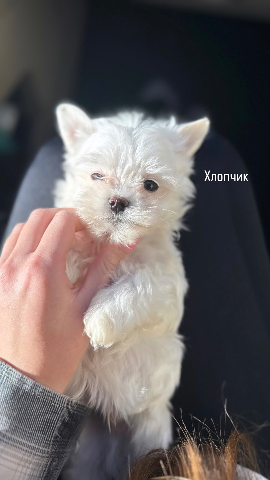 Цуцики Мальтійської болонки
