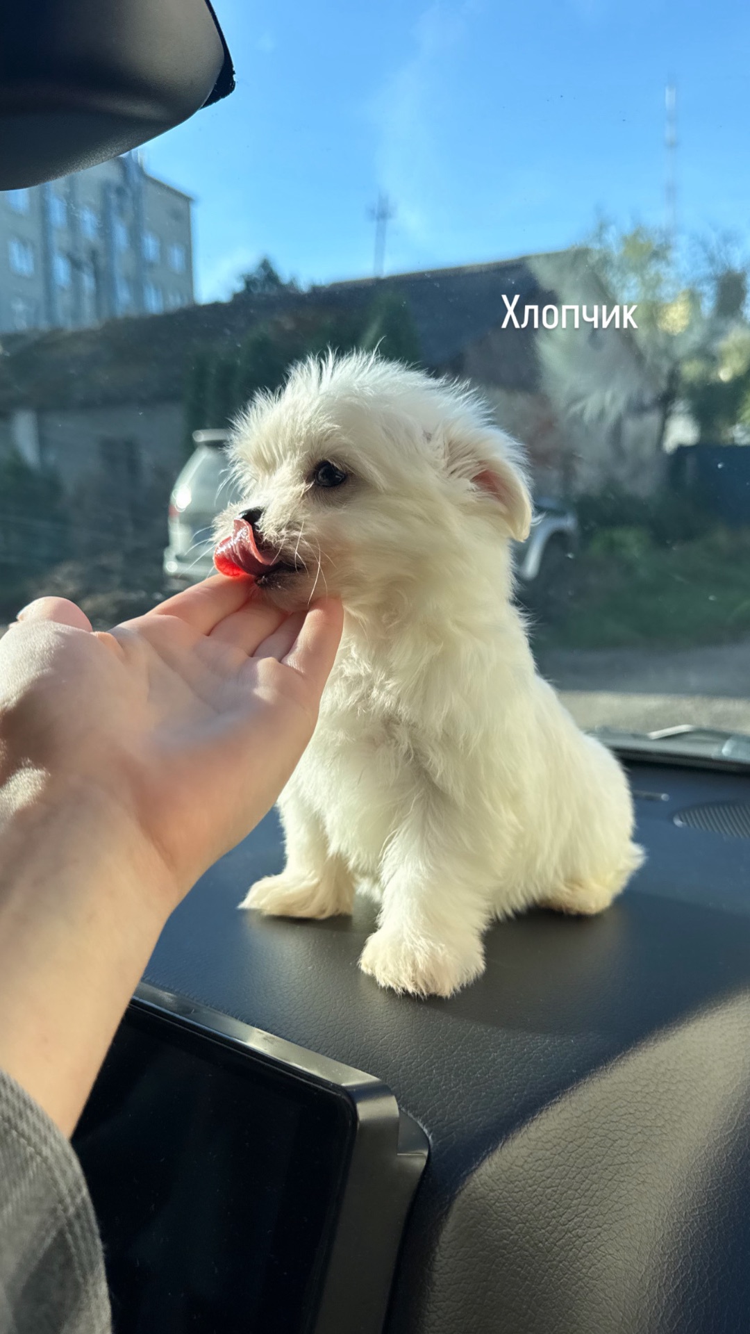 Цуцики Мальтійської болонки