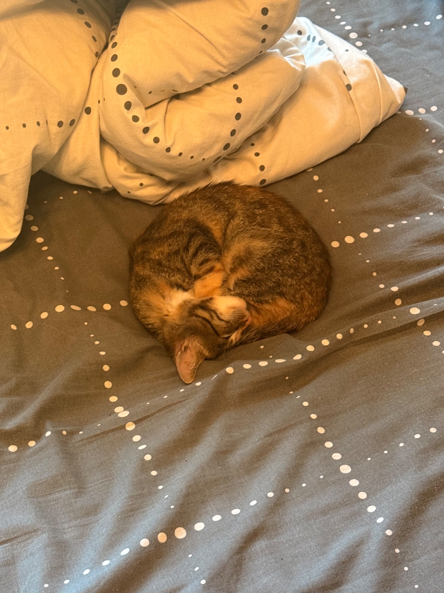 Кошеня