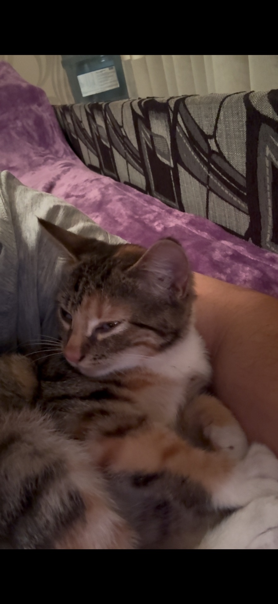 Кошеня
