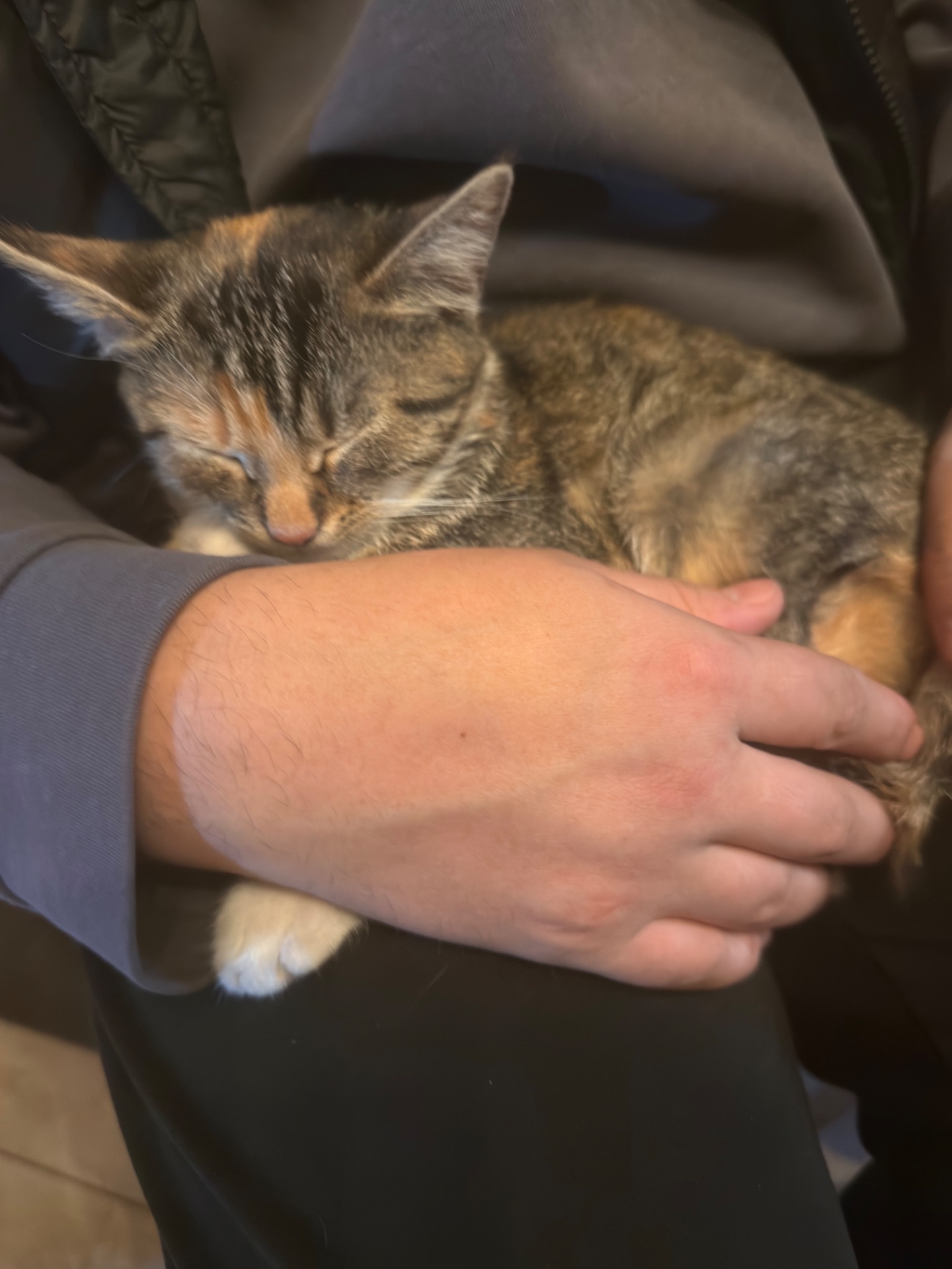 Кошеня