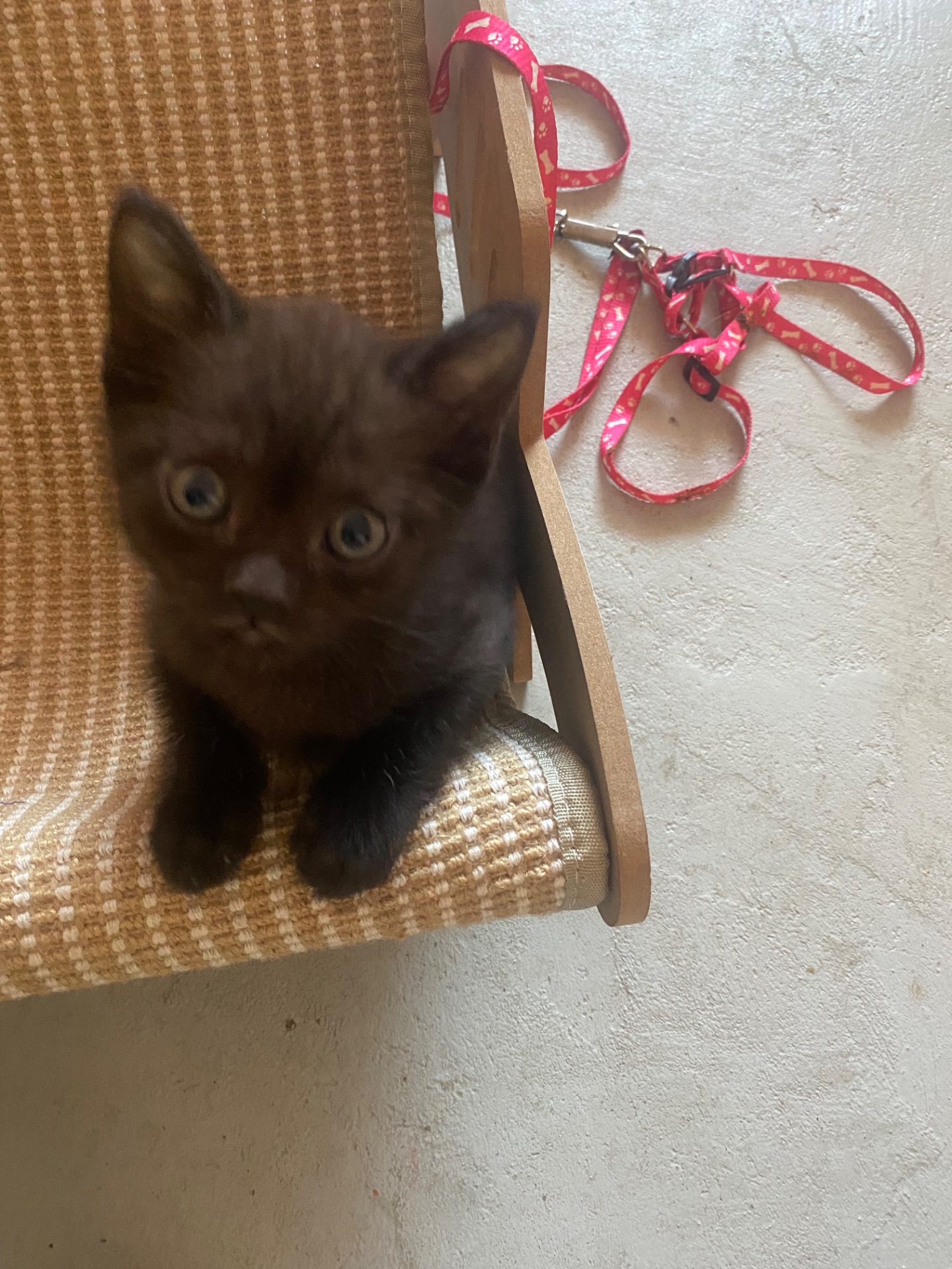 Чорненький котик