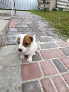 Цуценята Джек Рассел