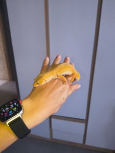 Продам двух девочек эублефаров с террариумами