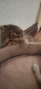Маленькі котики шукають родину