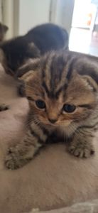 Котики шукають люблячу родину