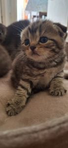 Котики шукають люблячу родину