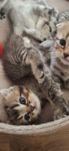 Маленькі котики шукають родину