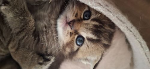 Котики шукають люблячу родину