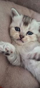 Маленькі котики шукають родину