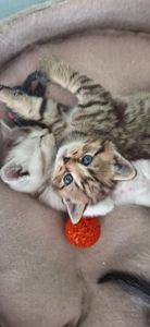 Маленькі котики шукають родину
