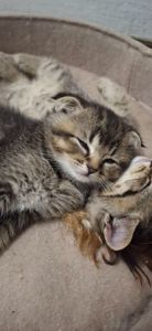 Котики шукають люблячу родину