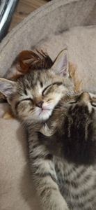 Маленькі котики шукають родину