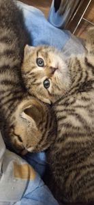 Котики шукають люблячу родину
