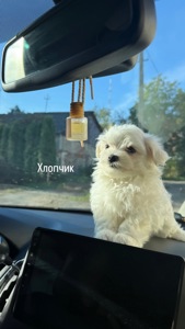 Цуцики Мальтійської болонки