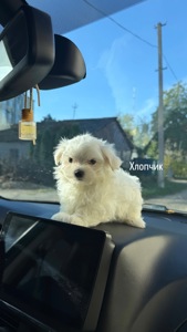 Цуцики Мальтійської болонки