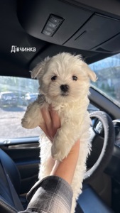Цуцики Мальтійської болонки