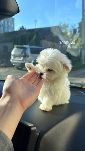 Цуцики Мальтійської болонки