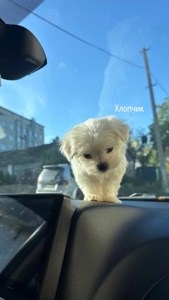 Цуцики Мальтійської болонки