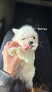 Цуцики Мальтійської болонки