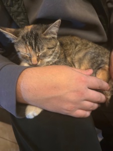 Кошеня