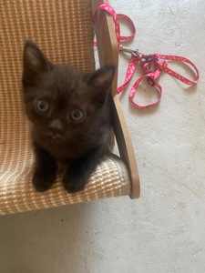 Чорненький котик