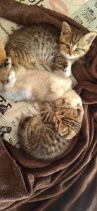 Маленькі котики шукають родину