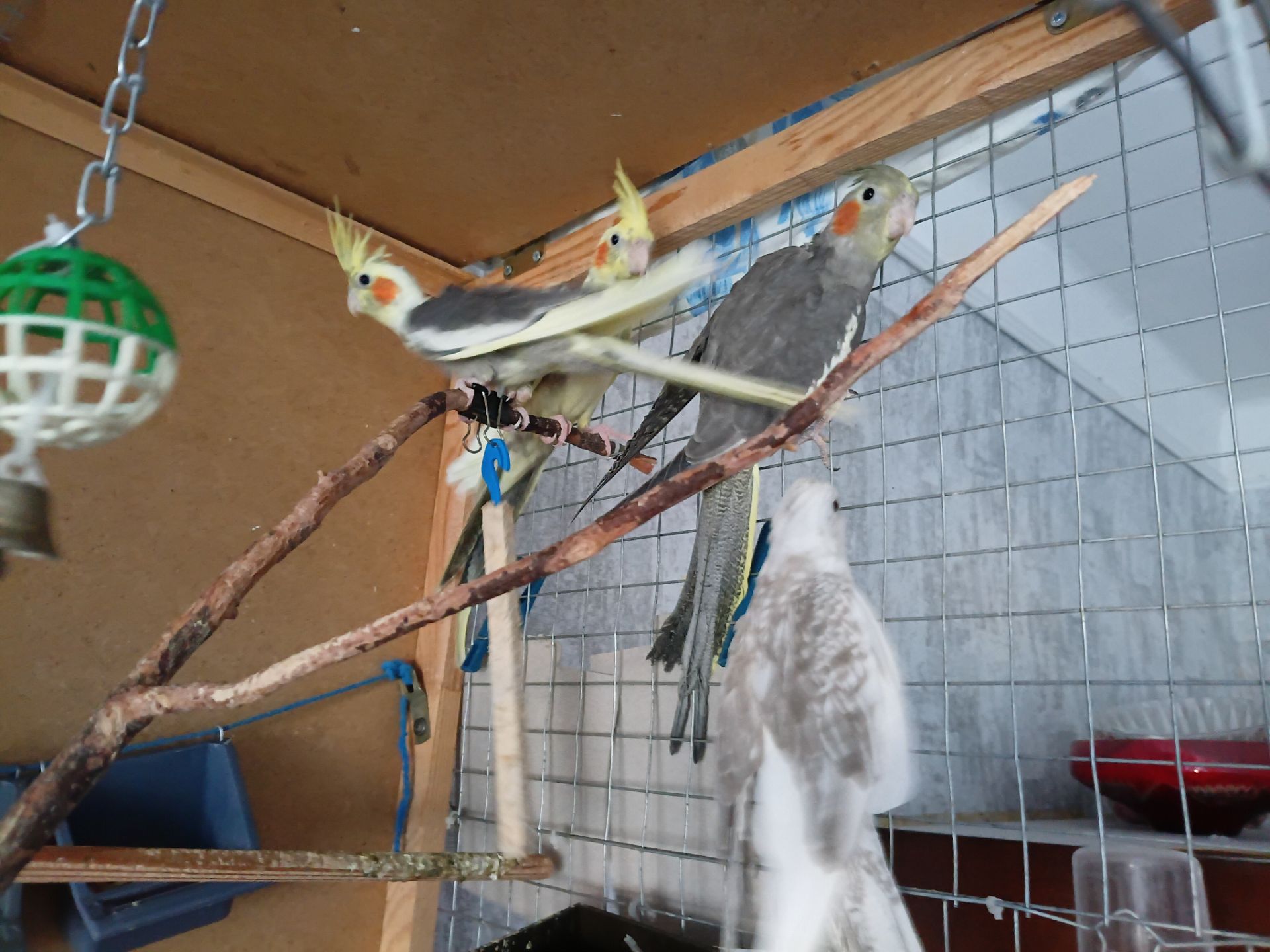 Корела пташенята продам