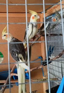 Корела пташенята продам