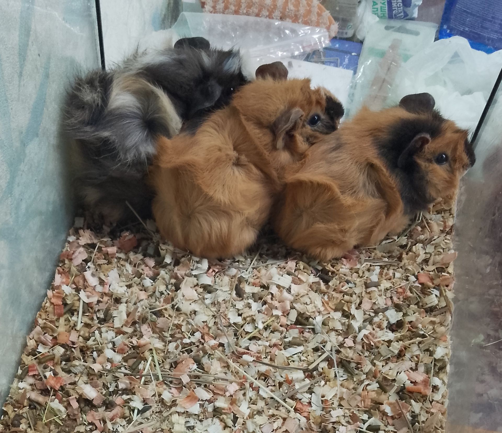 Морские свинки розетка