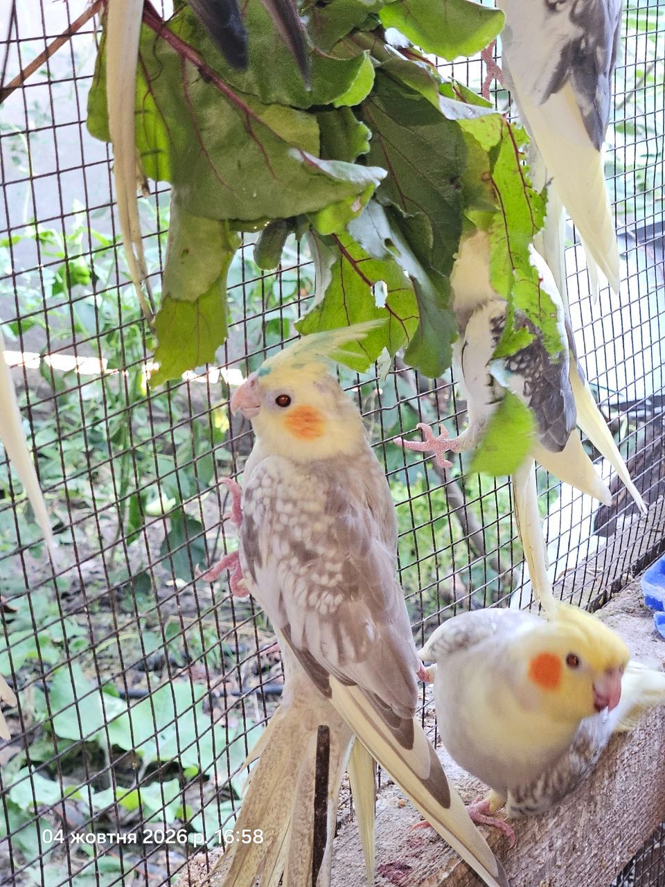 Молоді корела